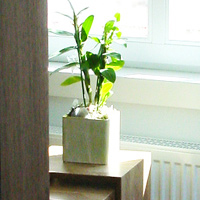 Foto: Pflanze auf Tisch